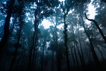 Enigmatic Forest in the Mist