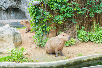 Capybara Sitting in the wild,Hydrochaeris hydrochaeris The biggest mouse Capybara