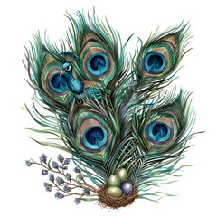 Wonderful peacock feather image