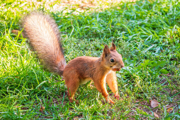 Autumn squirrel with nut sits on green grass with fallen yellow leaves