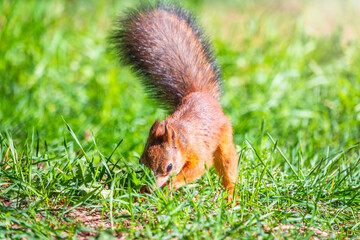 Squirrel in autumn hides nuts on the green grass with fallen yellow leaves