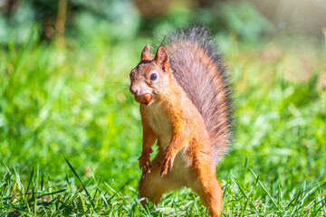 Autumn Squirrel standing on its hind legs on on green grass with fallen yellow leaves