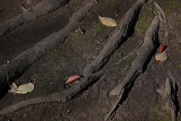 木の根っこ