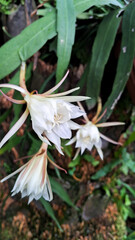 White flowers of fishbone cactus 