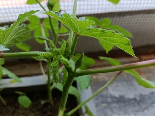 Healthy Okra Plant Growing in a Small Garden Container During the Daytime
