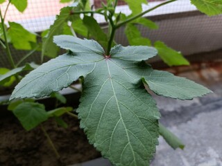Healthy Okra Leaf Thriving in a Garden Setting With Green Foliage in the Background