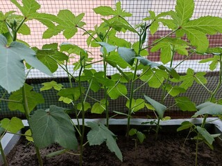 Okra Plants Thriving in a Balcony Garden During Warm Summer Days in an Urban Setting