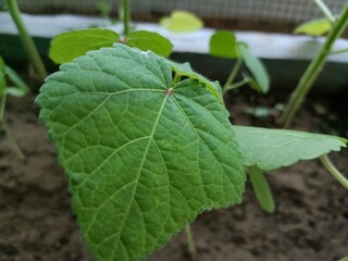 Close-up View of Green Plant Leaves in a Garden Setting During Early Afternoon