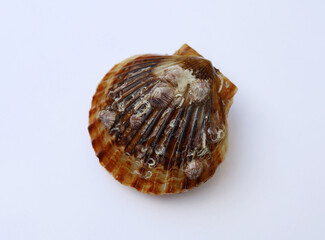 fresh seafood petrified oyster clams