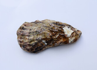 fresh seafood petrified oyster clams