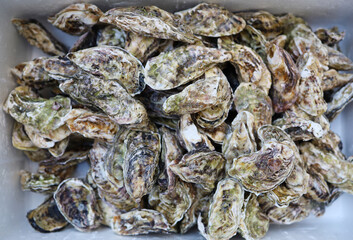 fresh seafood petrified oyster clams