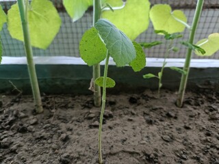 Newly Sprouted Plants Grow in Rich Soil With Green Leaves Under Natural Light