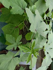 Plant Growth Displayed Through Green Leaves in a Home Garden on a Sunny Day