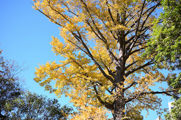 Fototapeta premium 青空とイチョウの木