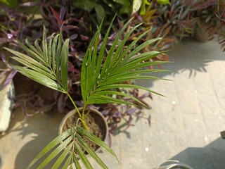 Lush Green Palm Leaves in a Pot on a Sunlit Patio Surrounded by Vibrant Plants