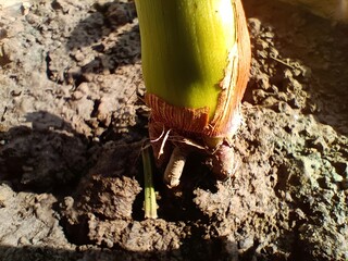 Close-up of Bamboo Shoot Emerging From the Ground With Roots Visible in Natural Sunlight