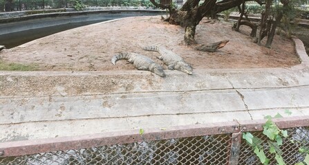 Crocodiles Sunbathing by the Water in a Wildlife Park During a Sunny Day