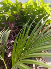 Lush Green Plants Thriving in a Garden During Bright Daylight