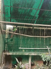 Colorful Parrot Perched in a Tropical Aviary Amidst Lush Greenery and Shaded Netting