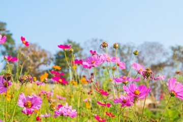 Cosmos flowers are blooming in garden with bright sky.