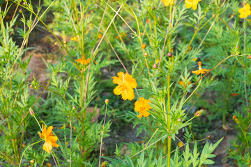 Yellow cosmos flower field near lake with bright sky..