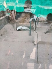 White Bird Foraging in a Sandy Enclosure With Plants and Branches