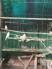 Budgies Perched on Wooden Branches Inside a Colorful Aviary During Daylight Hours