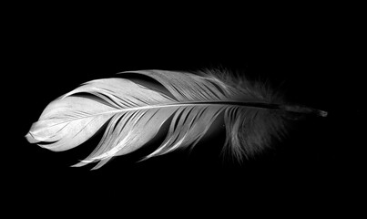 bird feather on black background