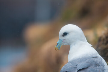 Atlantic Seagull bird in the nest at the fjords of Iceland