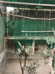 Parrot Perched Inside a Green Aviary Surrounded by Plants and Branches in a Private Sanctuary