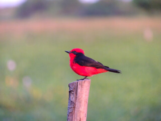 Cardenal rojo. 