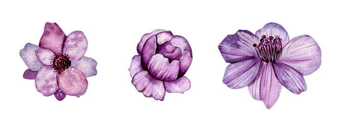 Watercolor illustration. Set of hand drawn flowers in purple shades isolated on background. Design for postcards, decoration, invitations.