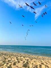 seagulls on the beach