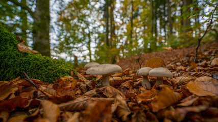Pilze im Wald