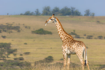 A giraffe chews on a vertebra bone it found lying in the grass and it does this to obtain phosphorous and calcium, minerals not in its foliage diet, as it moves through a game reserve in South Africa.