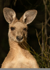 A kangaroo portrait of an Eastern Grey kangaroo against a dark background and with ears erect  and eyes focused on the photographer at Arundel wetlands on the Gold Coast in Queensland, Australia.