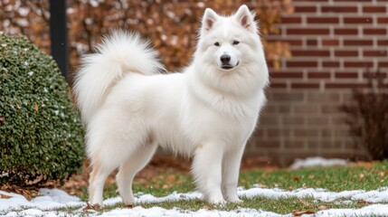 Majestic White Samoyed Dog Posing in Snowy Winter Garden