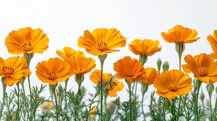 Fototapeta premium Marigolds isolated on white background 