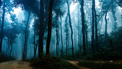 Obraz premium Mystical Path Through the Foggy Forest