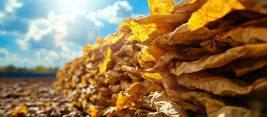 Close up of dried tobacco leaves stacked in a field with a bright blue sky in the background.