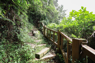 산을 올라가는 숲길, 제주 서귀포시 보목동 제지기오름
