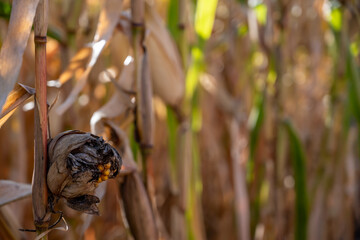 Selective focus on corn smut growing on an ear of maize in the fall