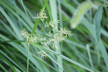 Image of the blooming Neodobangdongsani on the Daecheongcheon Stream Trail