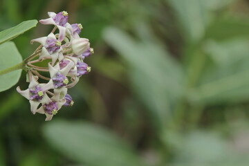 bee on flower