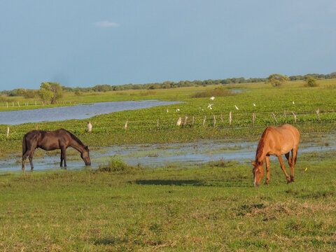 Caballos en las llanuras. 