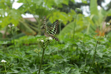 butterfly on a flower