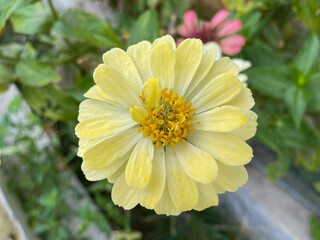 This photo not only shows the beauty of plants and fruit, but also creates a peaceful natural atmosphere. Each element in the image complements each other, giving an idea of ​​the natural richness and