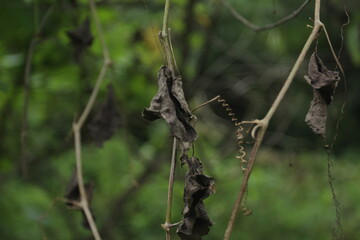 dry leaf in the woods