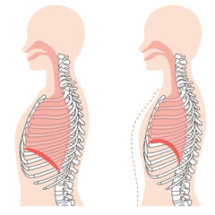 呼吸の仕組み　横隔膜　呼吸筋