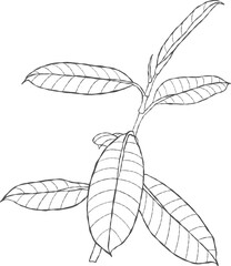 Illustrator of leaf outline hand drawn.